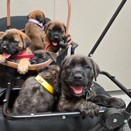 JETT - Black Collar Brindle Boy - Brindle male Mastiff puppy in Auburn, Kansas from Puppy Paradise:  English Mastiff Puppies & Standard Goldendoodle Puppies