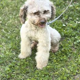 Old English Sheepdog, Poodle, Sheepadoodle, and Yorkipoo All Grown Up from Love Tallulah Sheepadoodles LLC