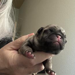 Pug Puppies from RD Pugs