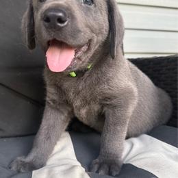 Yoshi- Lime Green - Charcoal male Dilute Retriever puppy in Marion, Illinois from Summer Lovin’ Labradors of Southern Illinois