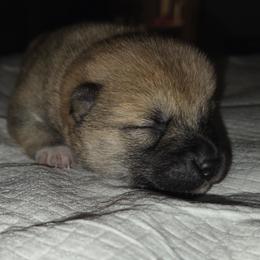 Crimson - Red male Shiba Inu puppy in Stanley, North Carolina from Yoru's Dojo Legacy