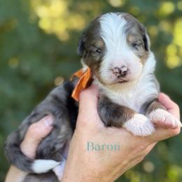 Baron UNFURNISHED - Blue merle male Bernedoodle puppy in Bellville, Ohio from Bernedoodle Buddies