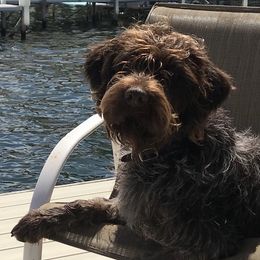 Beau - Wirehaired Pointing Griffon