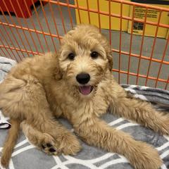 Zeus - Australian Cobberdog puppy from Labe's Australian Cobberdogs