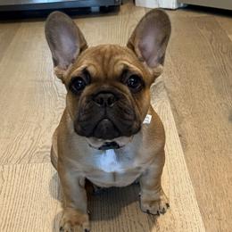 Hazel - Fawn female French Bulldog puppy in Wesley Chapel, Florida from TC’s French Bulldogs