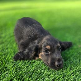 Buzz Lightyear - Black and cream male Dachshund puppy in Tucson, Arizona from Crowned Doxies