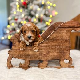 Simba - Red  male Goldendoodle puppy in Sulphur, Louisiana from Curly Q’s Of Carlyss