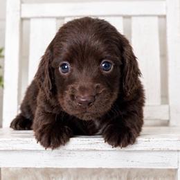 Snickers - Chocolate male Dachshund puppy in Maidsville, West Virginia from L&B Lowriders