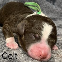 Colt - Tri-color male Bernedoodle puppy in New Ringgold, Pennsylvania from Hawk Mountain Doodles