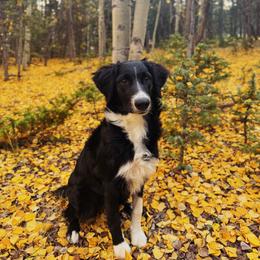 Lily - Black and white female Aussiedoodle puppy in Peyton, Colorado from Colorful Colorado Aussiedoodles