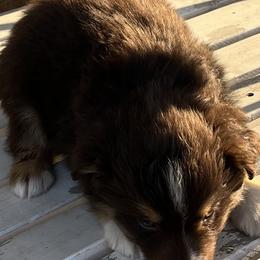 Quinn - Red tri Miniature Australian Shepherd puppy in Godley, Texas from Nana and Paws Aussies