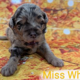 Miss White - Merle female Labradoodle puppy in Lebanon, Pennsylvania from Robertson's Retrievers and Doodles