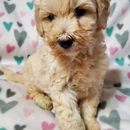 Goldendoodle Puppies from Austin Doodles & Poodles