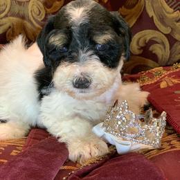 Jazz - Parti male Schnoodle puppy in Kentucky from Mrs Bs Teeny Schnauzers & Doodles