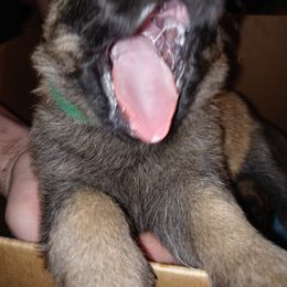 German Shepherd Puppies from Rammstein Kennels