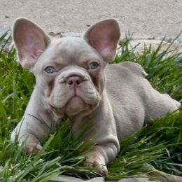 Arlo - Tricolors male French Bulldog puppy in Claycomo, Missouri from Clay Acres Frenchies