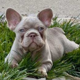Arlo - Tricolors male French Bulldog puppy in Claycomo, Missouri from Clay Acres Frenchies