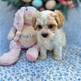 Cupid - male Cavapoochon puppy in Bullard, Texas from Cavapoochon Central LLC