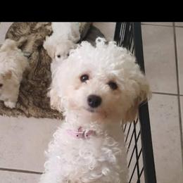 Maltipoo Puppies from Little Cupcakes and Little Punkins Maltipoos