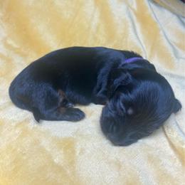 Kenzie - Black and tan female Dachshund puppy in Richmond, Virginia from Paw Prints
