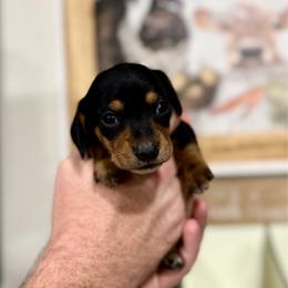 Girl 3 - Black and tan female Dachshund puppy in Rising Star, Texas from Boring Weenies