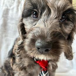 Hiram - Merle male Cockapoo puppy in Adrian, Oregon from ApplebyFarm