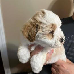 Frankie - Wheaten male Miniature Schnauzer puppy in Grayson, Kentucky from Seventh Heaven Schnauzers