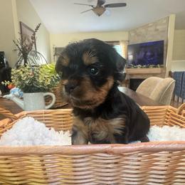 Coco - Black and tan female Yorkshire Terrier puppy in East Greenbush, New York from Buonocore Pups