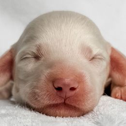 Gill - Red male Dachshund puppy in Winamac, Indiana from WZ Kennels