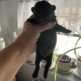 Buddy - Parti male Yorkshire Terrier puppy in Zephyrhills, Florida from Jewels Pupe