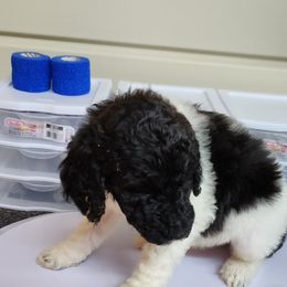 Goldendoodle and Poodle Puppies from Elizabeth Rocha's Doodles