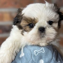 Manny - Red and white male Shih Tzu puppy in Morrisville, Missouri from Sweetbriar Shih Tzu