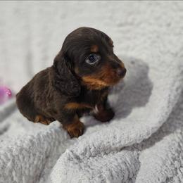 Dachshund and Pomeranian Puppies from Dachs and Poms