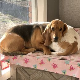 Darla - Basset Hound