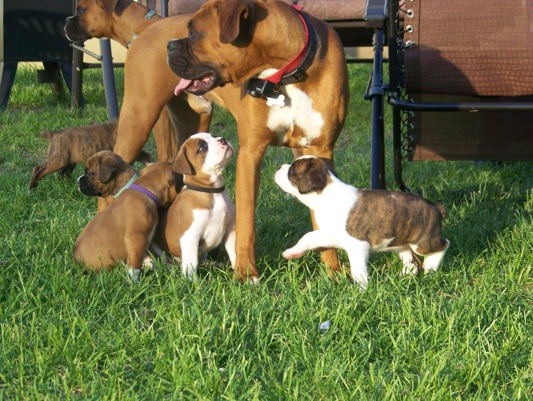 Rantam boxers in Ohio Boxer puppies Good Dog