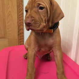 Vizsla Puppies from GT Gundogs