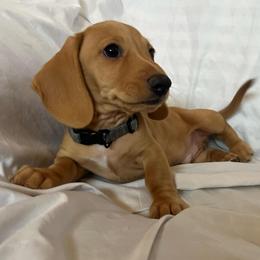 Grey Boy - Cream male Dachshund puppy in Buckeye, Arizona from AZ Dachshund Proud