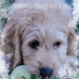 Goldendoodle Puppies from Heartland Poodles and Doodles