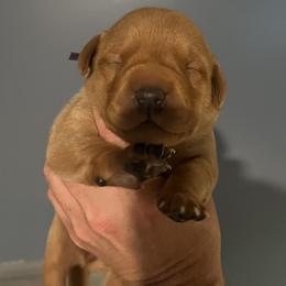 Purple collar female - Yellow female Labrador Retriever puppy in Stokesdale, North Carolina from Belews Creek Gundogs