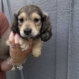 Bode - Cream male Dachshund puppy in Fort Worth, Texas from The Holloway Dachshunds