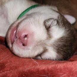 Lilly, green collar girl - Red and white female Alaskan Malamute puppy in Grayson County, Virginia from River Bend Malamutes