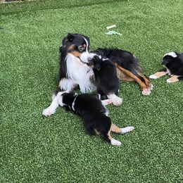 Miniature American Shepherd Puppies from Harbor View Mini American Shepherds
