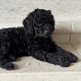 Bit - Black female Labradoodle puppy in Liberty Hill, Texas from Martin Family Doodle