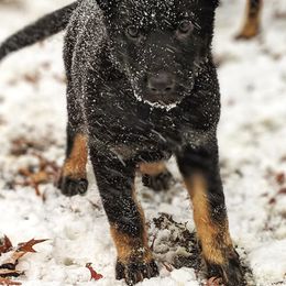 German Shepherds from Kaw-Tal German Shepherds