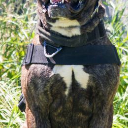 American Staffordshire Terriers and Olde English Bulldogges from Lizera Bulldogs and AmStaffs