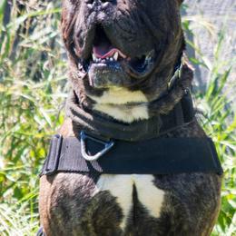 American Staffordshire Terriers and Olde English Bulldogges from Lizera Bulldogs and AmStaffs
