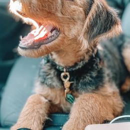 Airedale Terrier Puppies from Pilots Acres