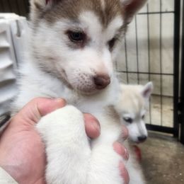 Siberian Husky Puppies from Spirit of the Moon Siberians