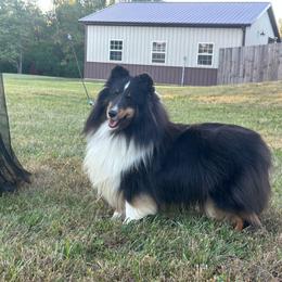 Shetland Sheepdog puppies from Heaven’s Shelties