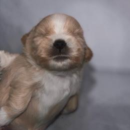 Ziva - Cream and white female Shih Tzu puppy in Sacramento, California from NANA’S  QUALITY SHIH TZU'S